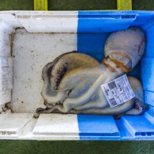 Pulpo al mercato del pesce di Malpica